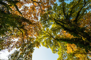 Autumn foliage in the forest, in the mountains, with turning leaves and golden colors