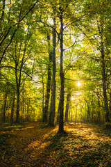 Fototapeta premium Idyllic autumn scenery in remote mountain area in Transylvania