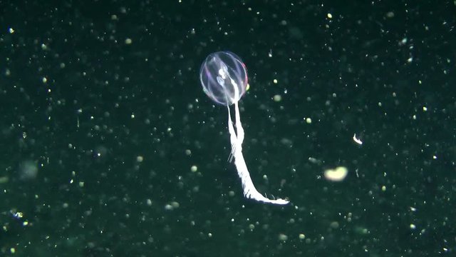 Comb jelly Sea gooseberry drifting in the water column with deployed hunting tentacles, then close it.
