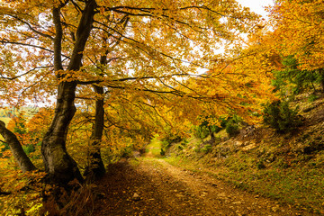 Idyllic autumn scenery in remote mountain area in Transylvania