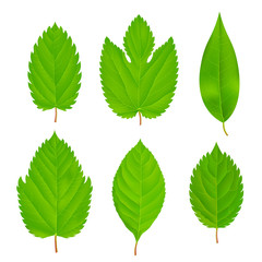 Fototapeta premium Green Leaves Isolated Set
