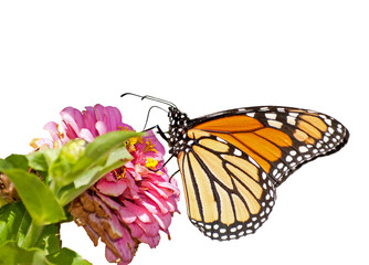 Monarch butterfly feeding on a pink Zinnia, isolated on white