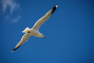 Seagull