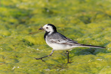 white wagtail