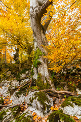 Pretty autumn scenery and autumn foliage in remote rural area in the mountains of Transylvania, Romania