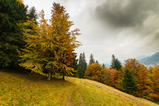 Pretty autumn scenery and autumn foliage in remote rural area in the mountains of Transylvania, Romania