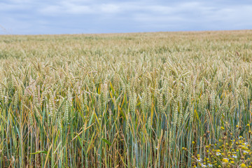 Wheat field - barley