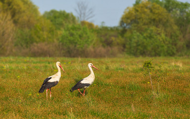 European stork, Ciconia, in natural environment, under warm evening light