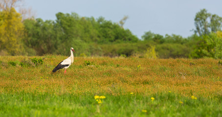 European stork, Ciconia, in natural environment, under warm evening light