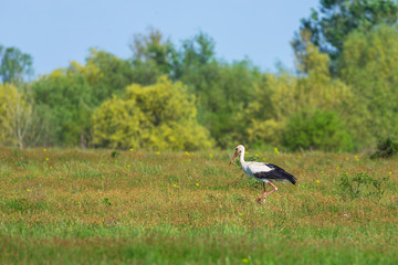 European stork, Ciconia, in natural environment, under warm evening light