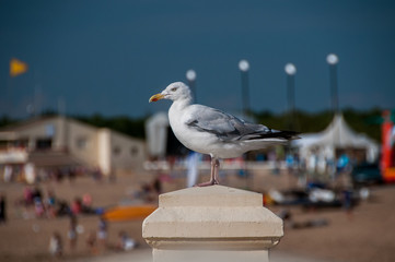 mouette 006