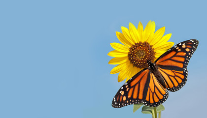 Monarchvlinder op zonnebloem tegen heldere blauwe hemel - een visitekaartjeontwerp met puur natuurconcept