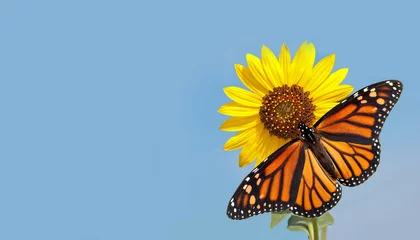 Deurstickers Vlinder Monarchvlinder op zonnebloem tegen heldere blauwe hemel - een visitekaartjeontwerp met puur natuurconcept