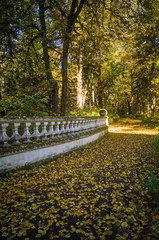 Golden autumn in the forest.