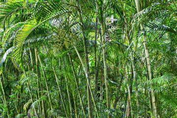 Naklejka na ściany i meble Bamboo grove in a tropical