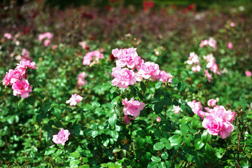 Roses in the green