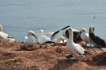 Helgoland