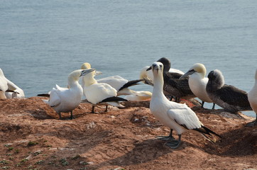 Helgoland