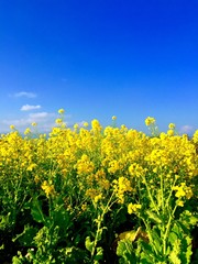 菜の花
