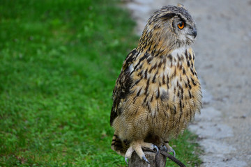 Eagle-owl