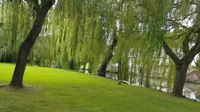 weeping willow trees uk