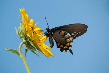Fototapeta na wymiar Pipevine Swallowtail butterfly feeding on a wild Sunflower