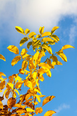 yellow autumn leaves