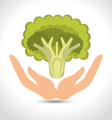 human hands holding green broccoli vegetable food. vector illustration