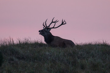 hirsch am darßer ort