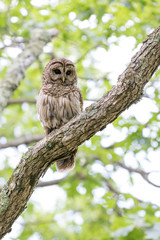 Owl in Tree