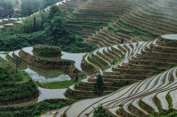 Longsheng rice terraces, Dazhai, Guilin, China