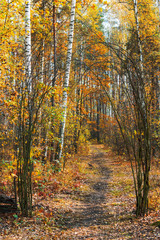 Obraz premium Autumn park landscape