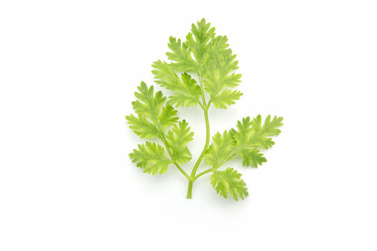 celery, parsley bunch on white background