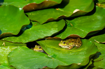 Zwei Teichfrösche auf Seerosenblättern