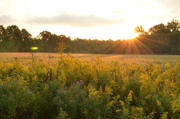 Sunrise over beautiful country field and roadside flowers