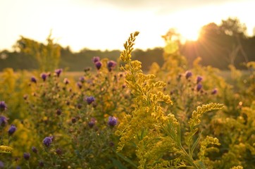 Sunrise over beautiful country field and roadside flowers - obrazy, fototapety, plakaty