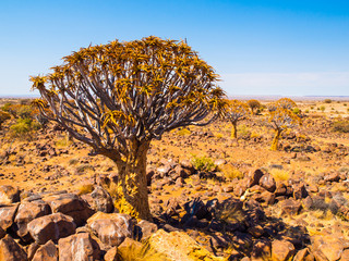 Naklejka premium Quiver tree, aka aloe tree or kokerboom, in the dry rocky desert landscape of Quiver tree forest near Keetmashoop, southern Namibia, Africa