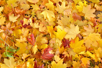 Colorful autumn leaves background. Bright orange tones colors.