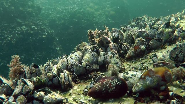 Group of mussels on a rock on a background of rocks overgrown with these clams, shallow water.
