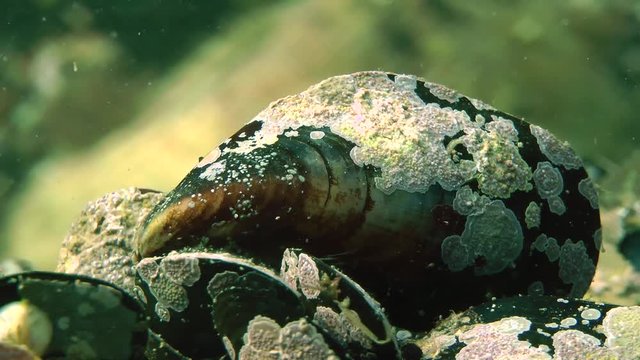 Single mussel, close-up.
