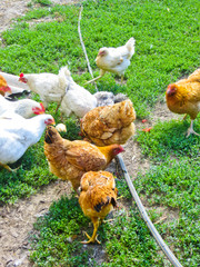 Hens on a farmyard