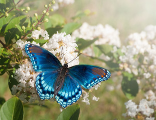 Fototapeta premium Red Spotted Purpurowy motyl admirał karmienia na białym klastrze kwiat mirtu Crape