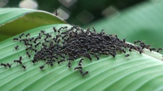 Hundreds of ants congregate on a banana leaf. It looks like they are having a meeting, but they are actually selecting a new site for their nest.