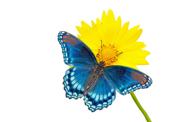 Red-spotted purple Admiral butterfly on yellow Coreopsis flower, isolated on white with copy space © pimmimemom