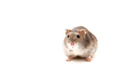 Funny hamster on white isolated background