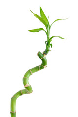 Fototapeta premium Bamboo isolated on white background