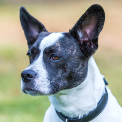 Süßer Mischling aus französischer Bulldoge und Jack Russell Terrier