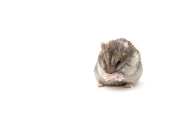 the mouse sits isolated on a white background. closed eyes paws. Gerbillinae