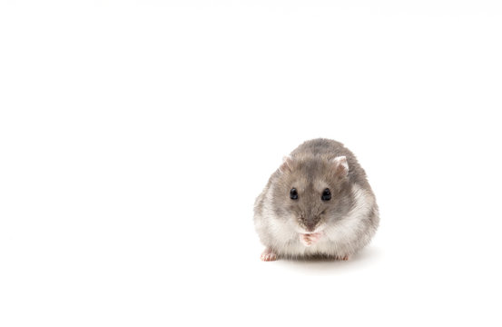 picture of a little and cute mouse