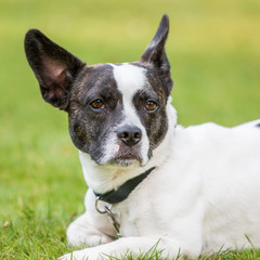 Süßer Mischling aus französischer Bulldoge und Jack Russell Terrier